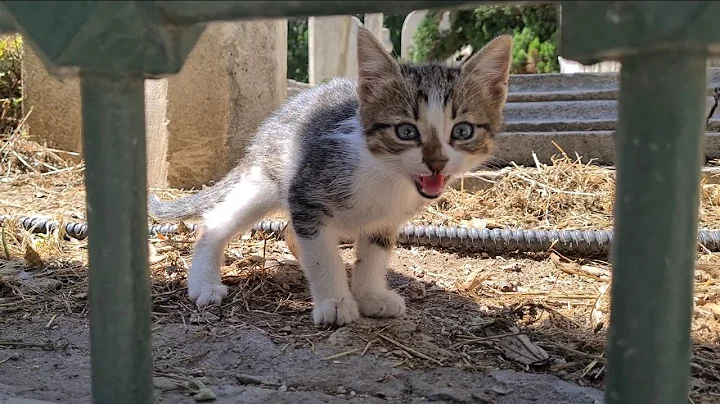 Watch the video about Angry kitten tries to scare me by Hissing.