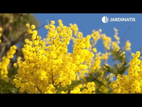 Video: Trasplante de árboles de mimosa - Consejos para trasplantar un árbol de mimosa en el jardín