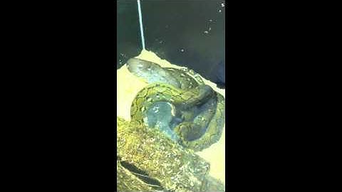 Reticulated python eats first time rabbit