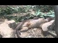 上野動物園　昼寝フォッサ