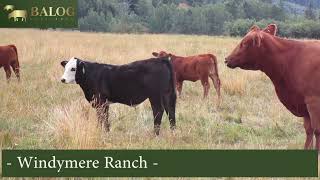 Windymere Ranch (McDowall) Str. Calves