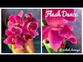 Phal. Flash Dance | Домашнее цветение розового пелора тюльпанчика Флэш Дэнс | Орхидея мутант