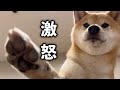愛犬に本気で怒られました…