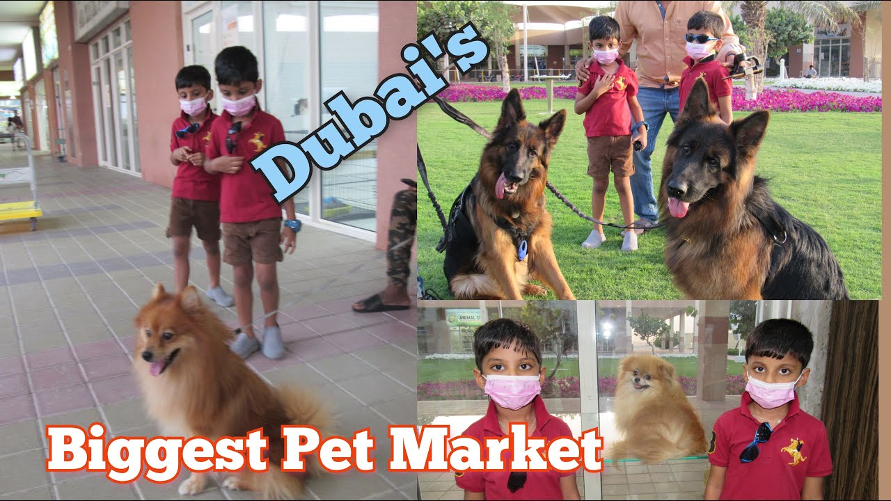 Exploring Dubai's Pet Market Al Warsan Pet Market Worth to watch