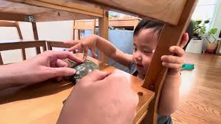 Toddler meets crab, love at first sight