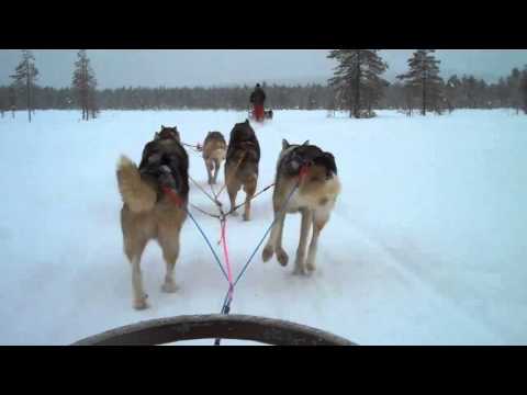 Video: Dove Andare In Slitta Trainata Da Cani