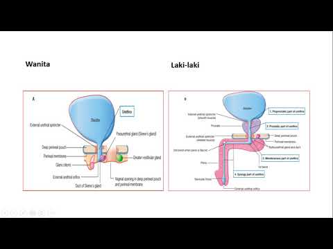 Anatomi Sistem Urinarius 6.2. Uretra