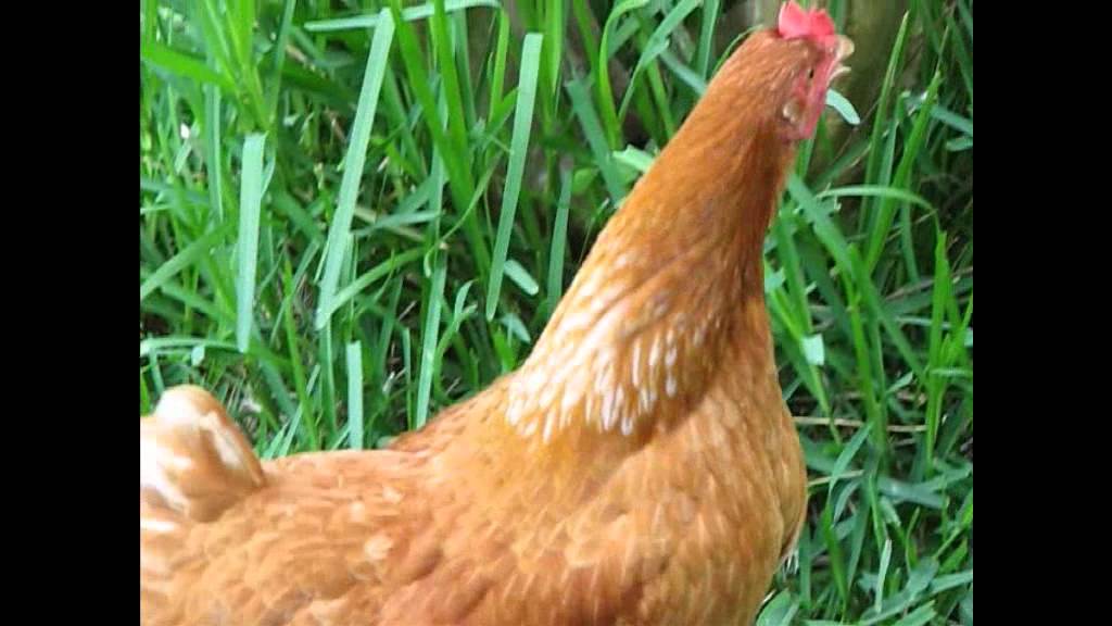 ROGGIO`S PSYCHEDELIC GALLINOS