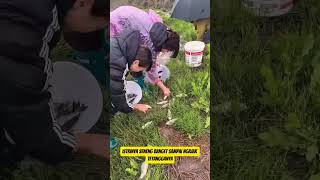 cari ikan modal ember bekas