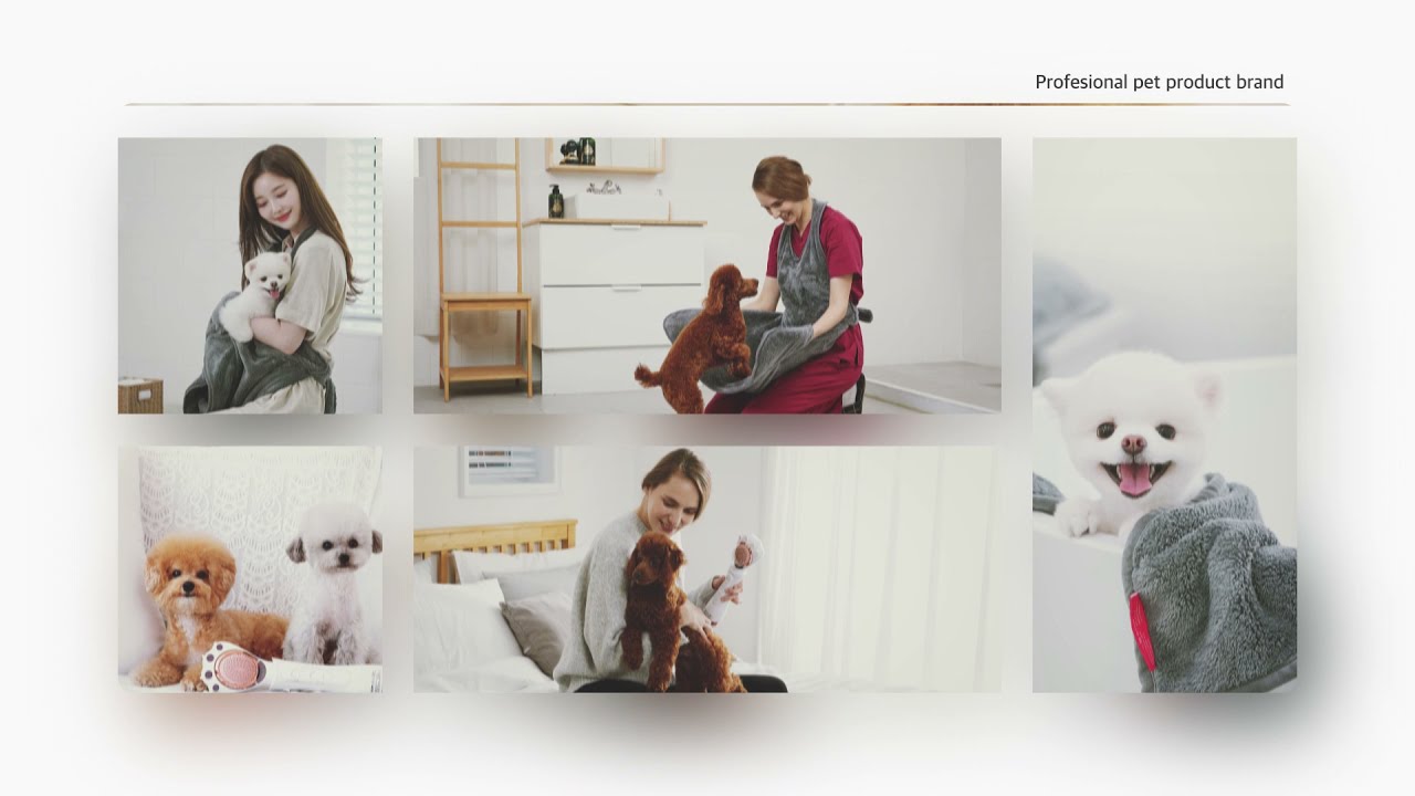 About Petaum brand 펫다움 브랜드 소개