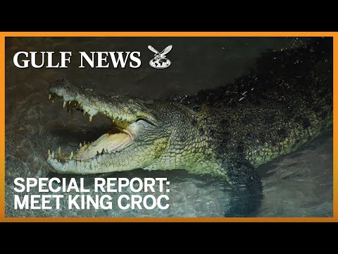 Meet King Croc the latest addition to Dubai Aquarium & Underwater Zoo