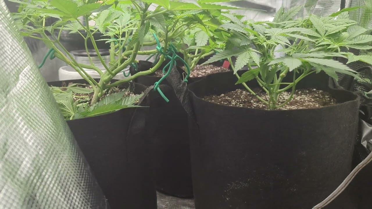 08/25/2024 Papa Smurf (F) by Atlas Seeds/Blueberry Breath #6 x Very Cherry (R) by Okcalyxx Genetics