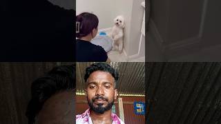 so cute puppy my dog so cute 😍🤗😘 #cute #youtube #viralvideo #cutealert #puppyvideos