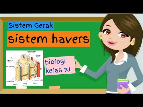 Sistem Havers Kelas 11 | Sistem Gerak  Pada Manusia