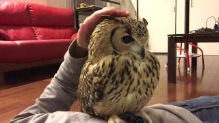 Relax and cozy day off with my Owl.