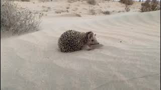 Desert Hedgehog