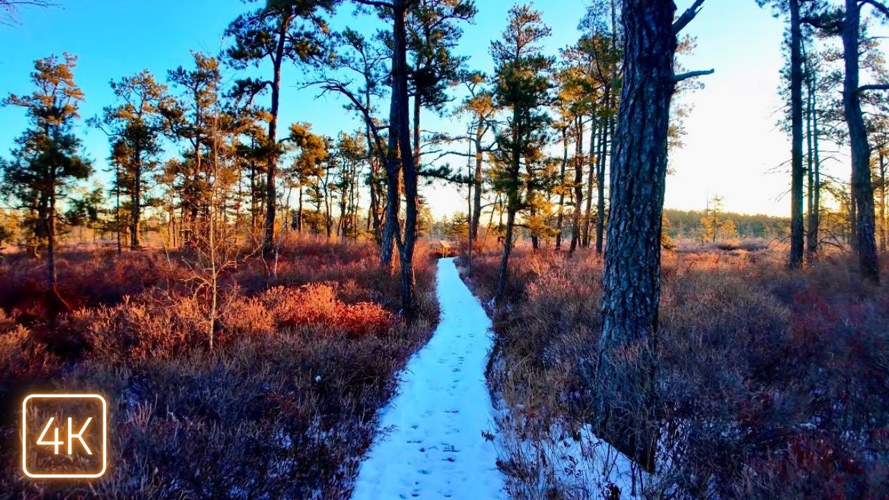Snowy Boardwalk at Sunrise | Maine Forest Walk in 4K