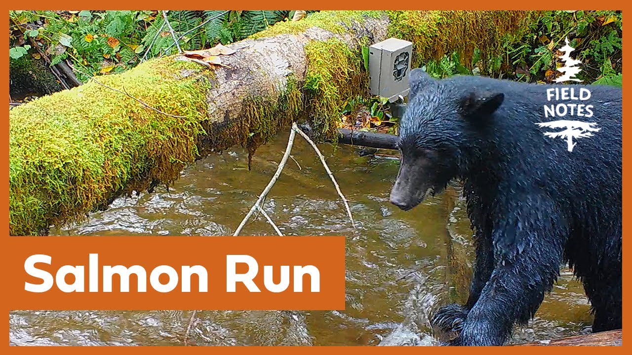 Field Notes Trail Camera Captures Salmon Run on Vancouver Island YouTube