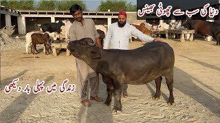World Smallest Buffalo at Theatre Cattle Farm Qurbani 2024 #cattle #mandi #cow #buffalo #minicow
