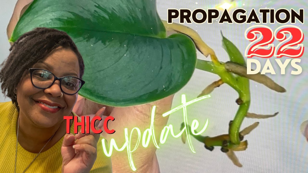 Grow Lush Houseplants : Propagation Update Edition | Fast Root Growth ...