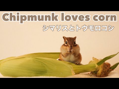 Bikke the chip シマリスと暮らす - YouTube
