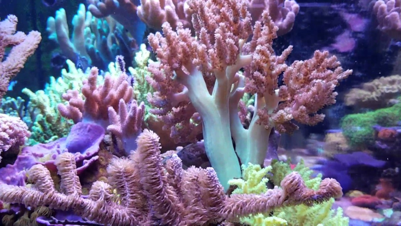 MikeC Soft Coral Reef update YouTube