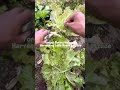Forget Boring Iceberg! Harvesting Lollo Rosso Lettuce #gardening #shorts #herbalism #slowliving