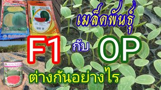 เมล็ดพันธุ์F1กับOPต่างกันอย่างไร