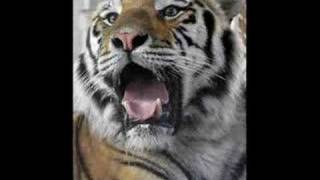 LSU 2007 BCS National Champs!!!