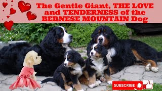 ‍  The Gentle Giant, How the BERNESE MOUNTAIN DOG can help HUMAN MENTAL HEALTH ?