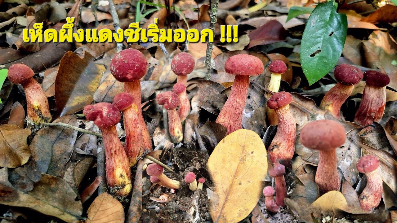 เก็บเห็ดผึ้งแดงชีออกใหม่รอบแรก 6/3/69 ป่าบ้านหนองเม็ก