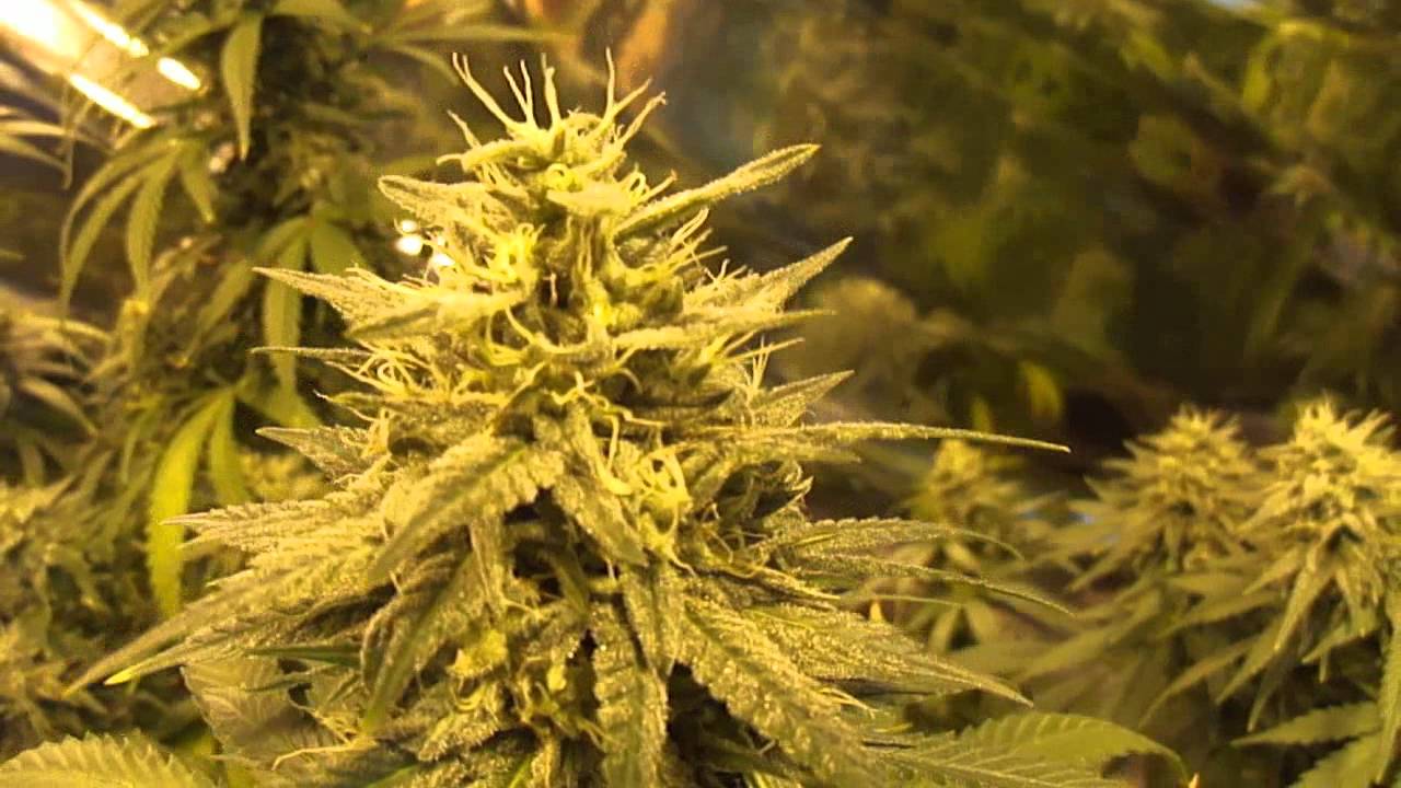 42 Days Advanced Nutrients