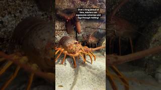 Comment if you think spiny lobsters are cute or not!🦞 #shorts #aquarium #lobster #ocean #animals