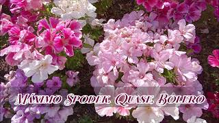 Máximo Spodek, Quase, Bolero Jazz Brazilian Greatest Hits, Romantic  Piano  Music, Instrumental by Maximo Spodek 616 views 2 weeks ago 3 minutes, 25 seconds