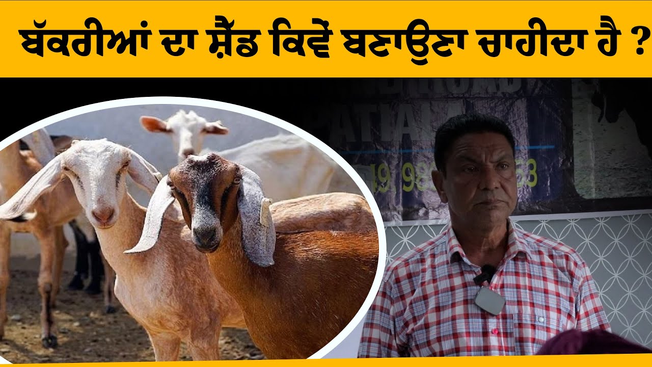 Kang Goat Farm |  ਬੱਕਰੀਆਂ ਦਾ ਸ਼ੈੱਡ ਕਿਵੇਂ ਬਣਾਉਣਾ ਚਾਹੀਦਾ ਹੈ ?| Kang Goat Farm | Bakri Farm