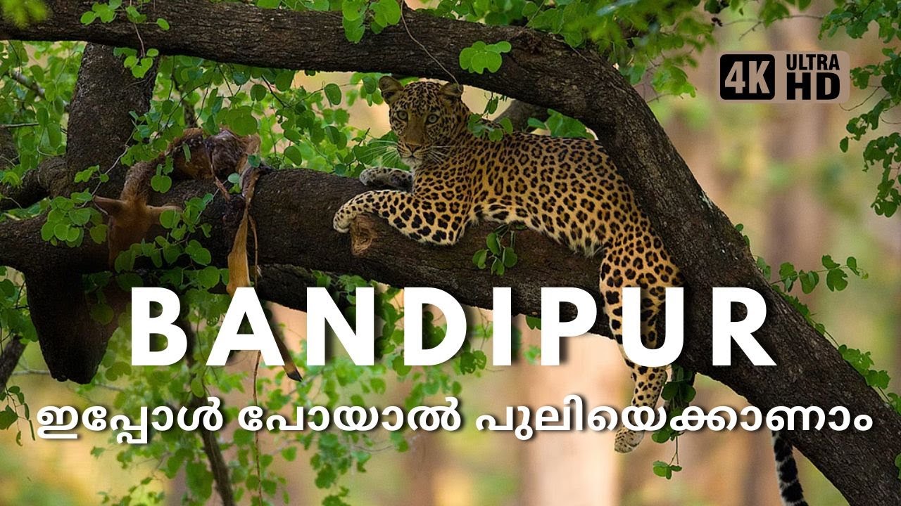 കണ്മുന്നിൽ പുലിയുടെ വേട്ട, Bandipur Forest Vlog; 4KUHD @trippingvibes