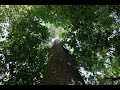 Hylea 1884, Bolivia – A small nut saves the rainforest (Brazil nuts, documentary)