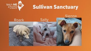 Fetch ME A Home | Sullivan Sanctuary puppies