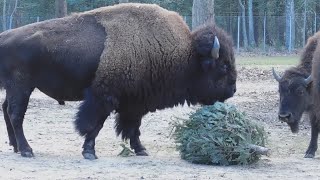 Cape May County Park & Zoo Will Take Your Christmas Trees