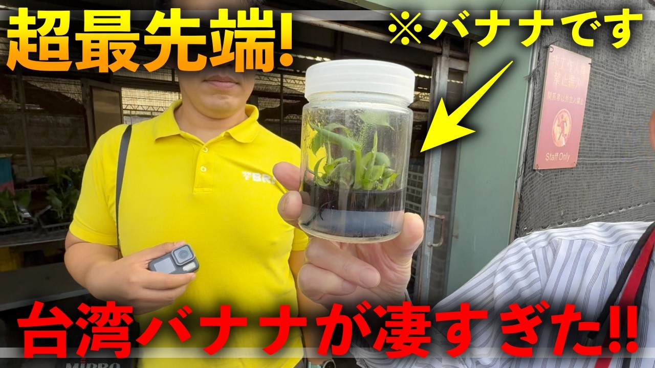 Pisang Telor (Kerinci) 小苗 希少バナナ苗 Banana Tree Rootball Musa Misi Luki Rare Live Plant Organic Best