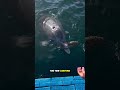 The dolphin brought a priceless sea cucumber to his brother.