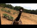 Emus are some big pushy birds     break com