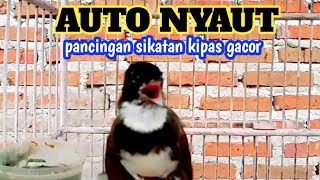 PANCINGAN SIKATAN KIPAS SUSAH BUNYI || SIKATAN KIPAS GACOR