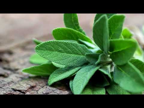 Video: Salvia: propiedades medicinales y contraindicaciones