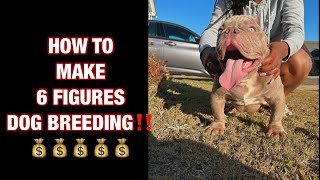 How to make 6 FIGURES IN DOG BREEDING ‼️