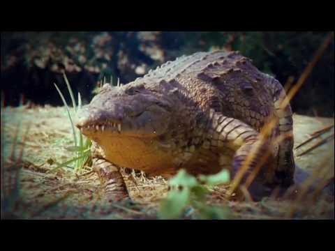 Видео: Мъже и крокодили, отвличащи крави в Беларус: история от нашия читател