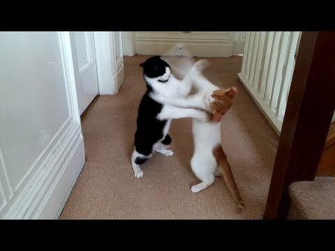 cat-fight-|-4k