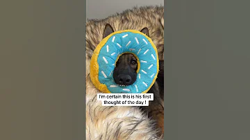 Shepherd Puppy Life Funny Floofinators Sadiethesableshepherd 