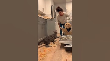 “Dog vs Cat: Today’s Drama 😂” #dog #cat #pets #funnyanimals #dogsoftiktok #catsoftiktok #petshorts