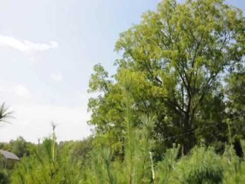วีดีโอ: พุ่มไม้พุ่มเอเวอร์กรีนตะวันออกเฉียงเหนือที่ดีที่สุด: พุ่มไม้เอเวอร์กรีนที่ดีที่สุดที่จะเติบโตในสวนมิดเวสต์ตอนบน
